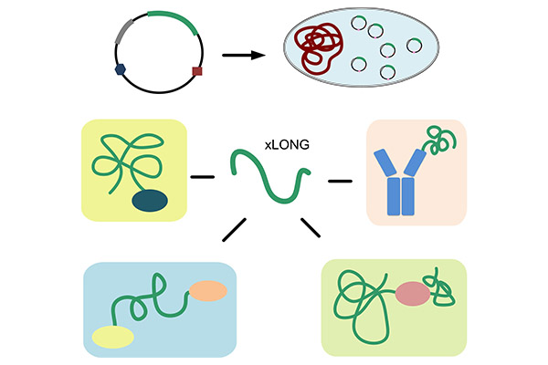 xLONGylation®--recombinant PEG-like polypeptide platform