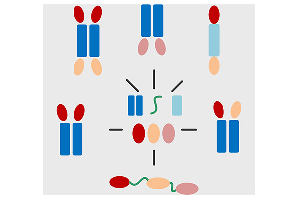 MultipleBody®--Multi-targeted biotherapeutics