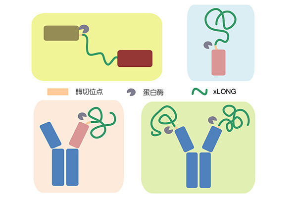 AccuBody®--Accurately activated antibody for precision tumor therapy